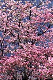 《神奇女侠》曾打算用反向复仇女神系统 重启后更像《战神》